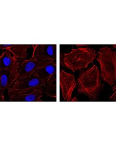 Cell Signaling Nanog (D73g4) Xp<LT/>Sup&Gt;®<LT/>/Sup&Gt; Rabbit mAb (Alexa Fluor<LT/>Sup&Gt;®<LT/>/Sup&Gt; 647 Conjugate)