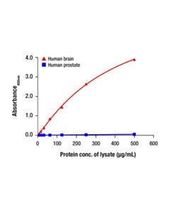 Cell Signaling SynGAP Matched Antibody Pair; 1 Kit
