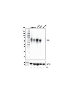 Cell Signaling Cd80 (E6j6n) Rabbit mAb