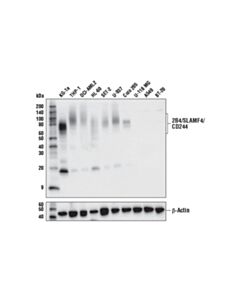 Cell Signaling 2B4/SLAMF4/CD244 (D5J9D) Rabbit mAb 20 uL
