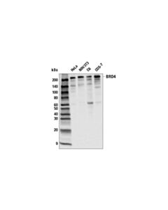 Cell Signaling BRD4 (E8V7I) Rabbit mAb 20 uL