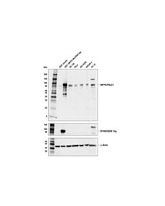 Cell Signaling MPP5/PALS1 (OTI5D10) Mouse mAb