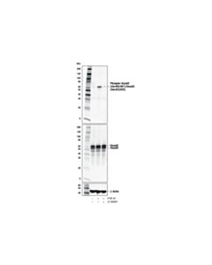 Cell Signaling Ly-364947