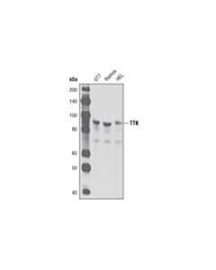 Cell Signaling TTK (D15B7) Rabbit mAb 20 uL