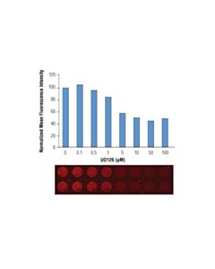 Cell Signaling Anti-Mouse Igg (H+L) (Dylight 680 Conjugate)