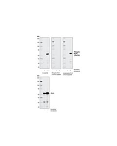 Cell Signaling Phospho-Plk1 (Thr210) Antibody