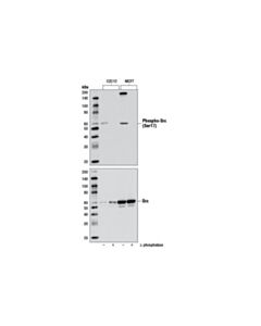 Cell Signaling Phospho-Src (Ser17) Antibody