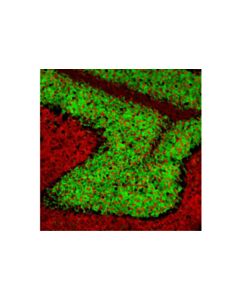 Cell Signaling Neun (D4g4o) Xp Rabbit mAb (Alexa Fluor 488 Conjugate)