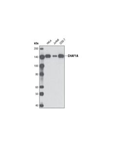Cell Signaling Chaf1a (D77d5) Xp Rabbit mAb