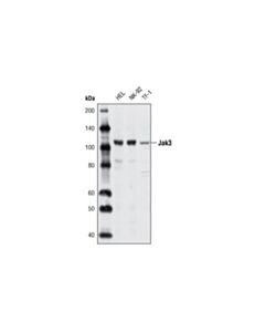Cell Signaling Jak3 (5H2) Mouse mAb 20 uL