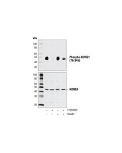 Cell Signaling Phospho-Ndrg1 (Thr346) (D98g11) Xp Rabbit mAb