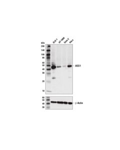 Cell Signaling ASS1 (D4O4B) XP ® Rabbit mAb (BSA and Azide Free)