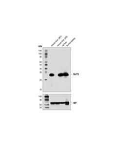 Cell Signaling SirT3 (D22A3) Rabbit mAb 20 uL