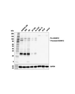 Cell Signaling ADAM12 (F9J1B) Rabbit Monoclonal Antibody
