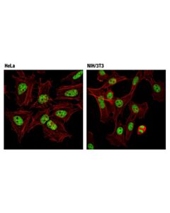Cell Signaling Tri-Methyl-Histone H3 (Lys27) (C36B11) Rabbit Monoclonal Antibody (Alexa Fluor ® 488 Conjugate)