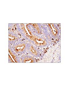 Cell Signaling CD63 (D4I1X) Rabbit mAb 20 uL