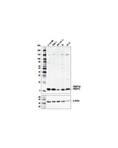 Cell Signaling Fkbp1a/Fkbp12 Antibody