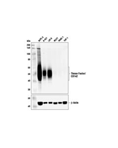 Cell Signaling Tissue Factor/Cd142 (E2y6l) Rabbit mAb