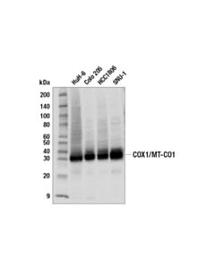 Cell Signaling Cox1/Mt-Co1 (E2i2r) Rabbit mAb
