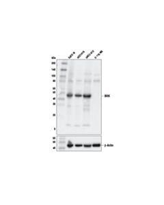 Cell Signaling Ptk6/Brk (D4o2d) Rabbit mAb