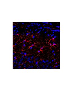 Cell Signaling Goat Anti-Horse IgG, Fc Fragment Antibody (Texas Red Conjugate)