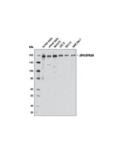 Cell Signaling JIP4/SPAG9 (D72F4) XP Rabbit mAb 20 uL