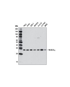 Cell Signaling 14-3-3 Eta (D23b7) Rabbit mAb