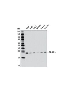 Cell Signaling 14-3-3 gamma (D15B7) Rabbit mAb 20 uL