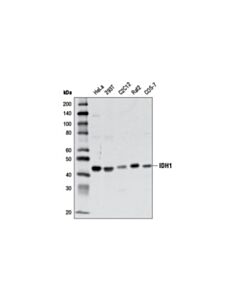 Cell Signaling IDH1 (D2H1) Rabbit mAb (BSA and Azide Free) 100 ug