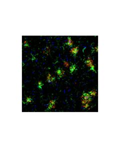 Cell Signaling CD45 (30-F11) Rat mAb