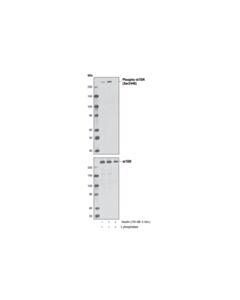 Cell Signaling Phospho-Mtor (Ser2448) (D9c2) Xp<LT/>Sup&Gt;®<LT/>/Sup&Gt; Rabbit mAb