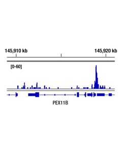 Cell Signaling Hif-1beta/Arnt (D28f3) Xp Rabbit mAb