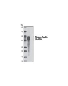 Cell Signaling Phospho-Foxo3a (Ser294) Antibody