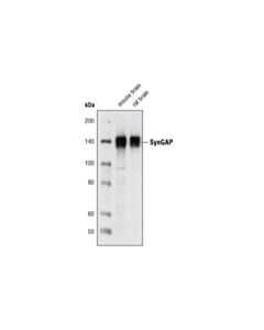 Cell Signaling SynGAP (D20C7) Rabbit mAb 20 uL