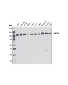 Cell Signaling Usp10 Antibody