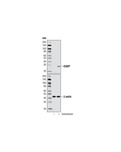Cell Signaling Chop (D46f1) Rabbit mAb