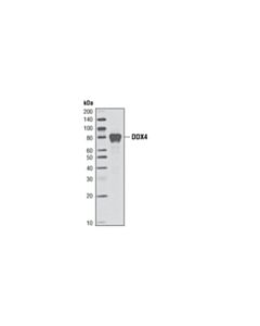Cell Signaling Ddx4 (2f9h5) Mouse mAb
