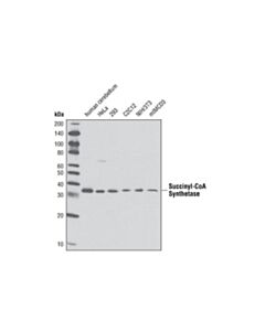 Cell Signaling Succinyl-Coa Synthetase Antibody