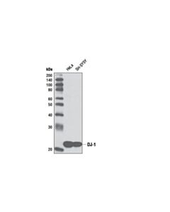 Cell Signaling Dj-1 (D21e11) Rabbit mAb