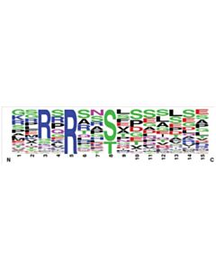 Cell Signaling PTMScan Phospho-Akt Substrate Motif mAb 2 (RXRXXS*/T*) Kit 1 Kit