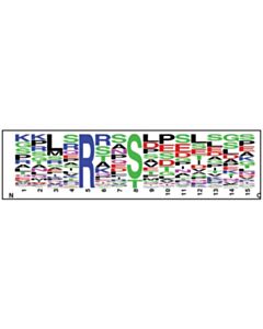 Cell Signaling PTMScan Phospho-AMPK Substrate Motif (LXRXXS*/T*) Kit 1 Kit