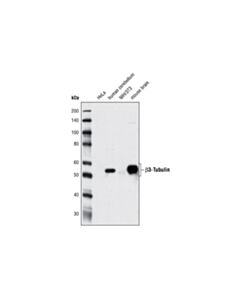 Cell Signaling Beta3-Tubulin (D71g9) Xp Rabbit mAb