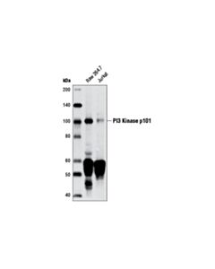 Cell Signaling PI3 Kinase p101 (D32A5) Rabbit mAb 20 uL