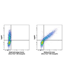 Cell Signaling Whitlow/218 Linker (E3u7q) Rabbit mAb (Alexa Fluor 488 Conjugate)
