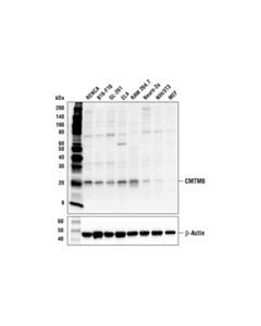 Cell Signaling Cmtm6 Antibody