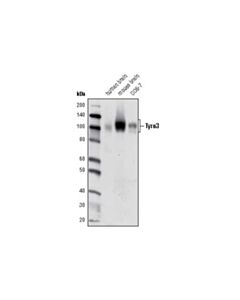 Cell Signaling Tyro3 (D38C6) Rabbit mAb 20 uL