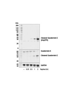 Cell Signaling Cleaved Gasdermin E (Asp270) (E8g4u) Rabbit mAb