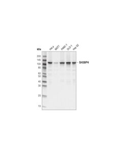 Cell Signaling Sh3bp4 (D3d9i) Rabbit mAb