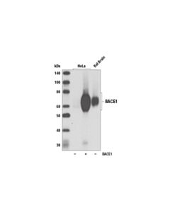 Cell Signaling Bace (D10e5) Rabbit mAb