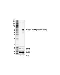 Cell Signaling Phospho-IRAK4 (Thr345/Ser346) (F7B4D) Rabbit mAb